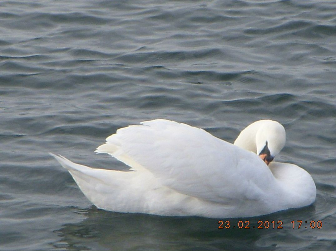 Виктор Маркушин фотография #49