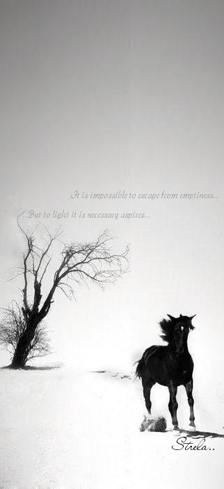 Стрела Лошадь фотография #27