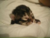 Фотография Шевелевой Софьи