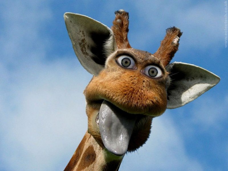 Дмитрий Дмитриев фотография #29