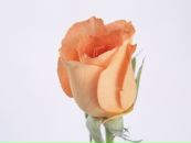 Наталія Ковач фотография #39 (источник - https://vk.com/id107345011)