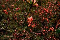 Анна Останина-Иличеа фотография #12 (источник - https://vk.com/id3559792)