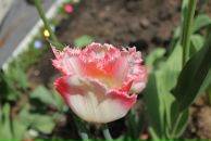 Фотография Шамшутдиновой Гельгеняальмиры