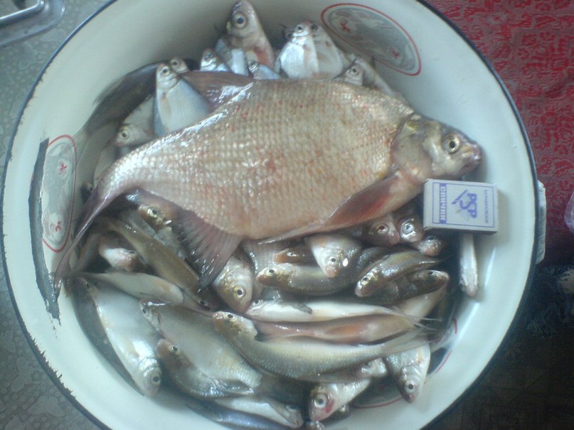 Андрей Скворцов фотография #5