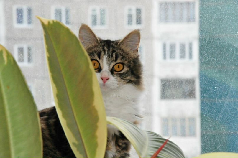Антон Салянский фотография #47