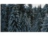 Моріка Січ фотография #30 (источник - https://vk.com/id169565233)