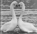 Аліна Данилевич фотография #8 (источник - https://vk.com/id158882576)