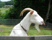 Фотография Хозацкого Александра