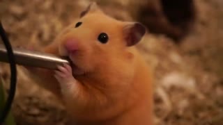 ♥ Ириска принимает угощения (♥ Жизнь Хомячка)