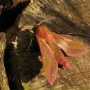 Muddy Lady фотография #34 (источник - https://vk.com/id4768656)