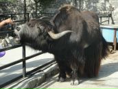 Фотография Володиной-Дербоян Ирины