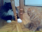 Алінка Дашкевич фотография #16 (источник - https://vk.com/id19480351)