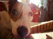 Света Смирнова фотография #46 (источник - https://vk.com/id178532)