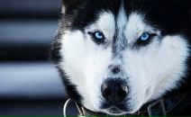 Фотография Панфилова Тимофея