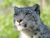 Фотография Чархифалакян Вероники