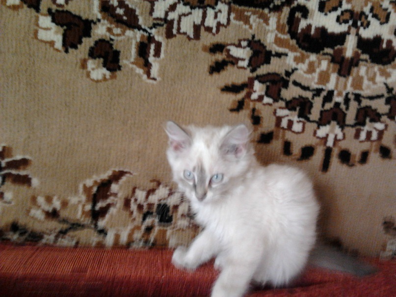 Сергей Орлов фотография #15