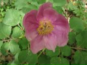 Юлія Родічева фотография #46 (источник - https://vk.com/id8162625)