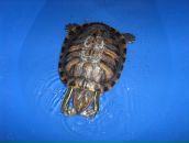 Фотография Изи Инны