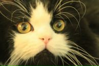 Сергій Сикіш фотография #47 (источник - https://vk.com/id12584639)