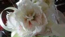 Фотография Недробовой Татьяны