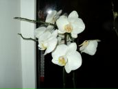 Раїса Чарторийська фотография #22 (источник - https://vk.com/id63563198)