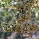 Камута Хіравата фотография #40 (источник - https://vk.com/id11637694)