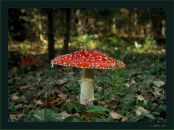 Фотография Алексина Гуриной Елены