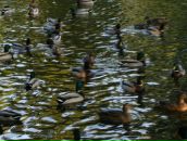 Анна Касьянова фотография #12 (источник - https://vk.com/id2315342)