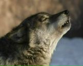 Костя Сибиряков фотография #7 (источник - https://vk.com/id159674244)