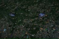 Bella Radenoviћ фотография #24 (источник - https://vk.com/id39098)