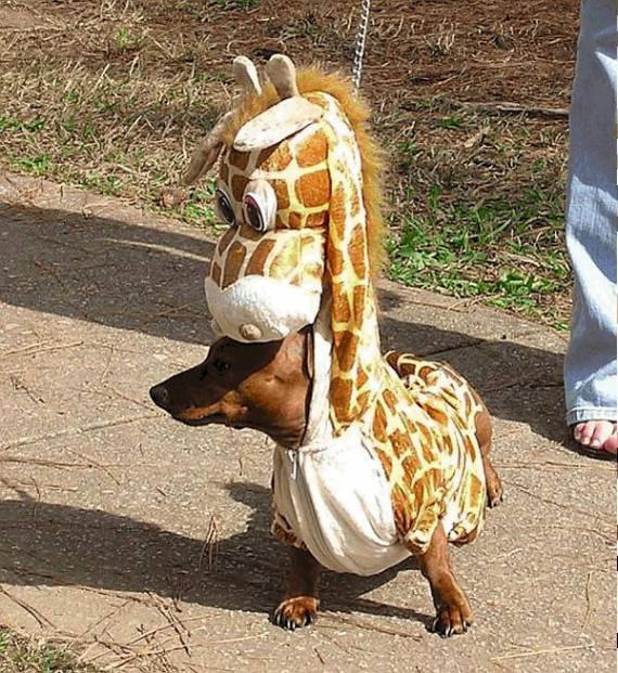 Александр Павлюченко фотография #35