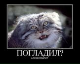 Фотография Анютки Анютки