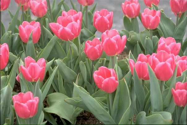 №18, Васима Гильфанова №18, Васима Гильфанова