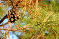 Михаил Яковлев фотография #17 (источник - https://vk.com/id2403530)