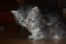 Кот Салтыков фотография #38 (источник - https://vk.com/id82408447)