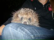 Фотография Мясников Максим