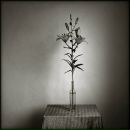 Боісіда Березюк фотография #27 (источник - https://vk.com/id304952461)