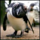 Фотография Райса Витека