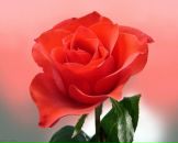 Ксенія Вознюк фотография #17 (источник - https://vk.com/id7594792)