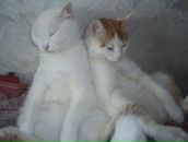 Фотография Тюлькин Денис