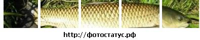 Антон Бруєнко фотография #10 (источник - https://vk.com/id122293981)