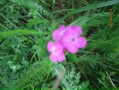 Богдан Літнарович фотография #46 (источник - https://vk.com/id37433514)