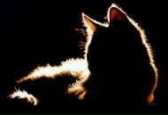 Фотография Шахнович Ирины