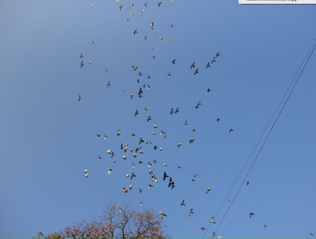 Ighor July фотография #29