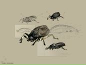 Інночка Легеза фотография #17 (источник - https://vk.com/id101551214)