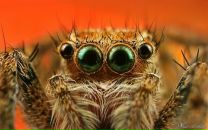 Фотография Свикова Алексея