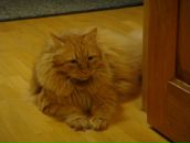 Фотография Лазовиковой Люсьен