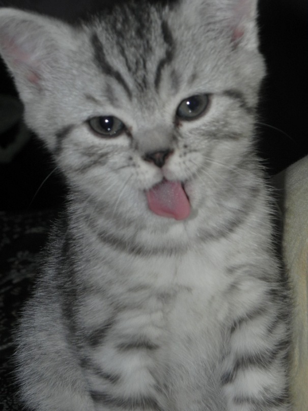 Elony Devilscharm фотография #43