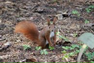 Elena Hellauri фотография #7 (источник - https://vk.com/id355830)